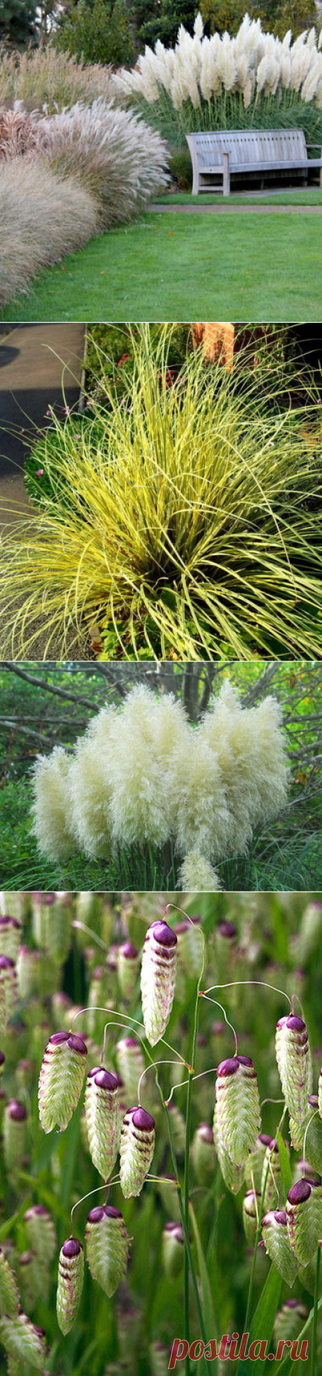 Декоративные злаки: 15 самых необычных видов