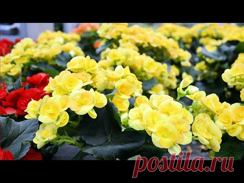 БЕГОНИИ ПОГИБАЮТ ЗИМОЙ какая причина?как спасти растения?