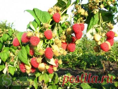 Секреты опытных садоводов. Малина