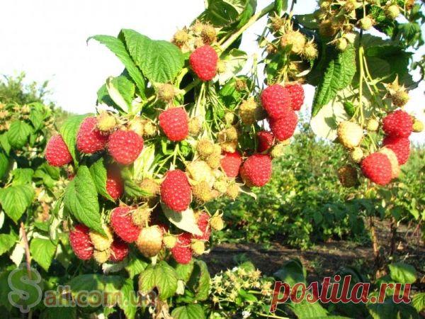 Секреты опытных садоводов. Малина