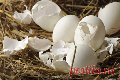 9 поводов сохранить яичную скорлупу