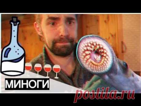 Миноги | Лучшая закусочка