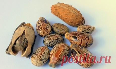 Как использовать касторовое масло для кожи лица, в чем его польза и вред