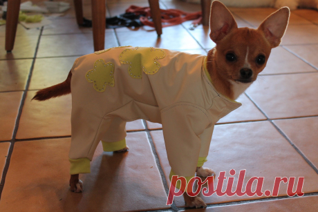 Одежда для собак. Как сшить комбинезон. \ DIY. Sewing Pet clothing ( Sew a rain-coat.) https://youtu.be/XNmTx4VHblk - Как сшить трусики для собаки.\ How to Sew Dog Pants. https://youtu.be/v42mzXGJ_q8 - Как пошить футболку для собаки.\ How to make...
