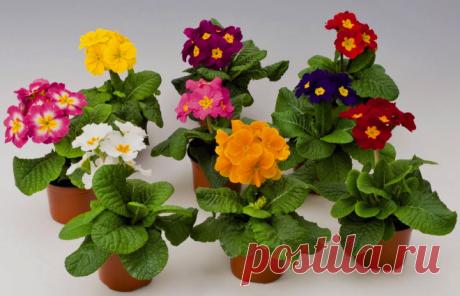 Примула. Уход за цветком в домашних условиях, фото видов