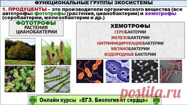 Доброе утро всем и удачной пятницы! СЕГОДНЯ ПОГОВОРИМ О ФУНКЦИОНАЛЬНЫХ ГРУППАХ ЭКОСИСТЕМ: ПРОДУЦЕНТАХ, КОНСУМЕНТАХ И РЕДУЦЕНТАХ.
Думаю, многие согласятся, что это один из распространенных тем по экологии. Оно и понятно, так как именно они осуществляют все процессы, протекающие в экосистемах и в целом, в биосфере.
ЧТО НУЖНО ЗНАТЬ И УМЕТЬ?
знать конкретные функции продуцентов, консументов, редуцентов в круговороте веществ
знать какие организмы входят в эти группы
уметь сопос...