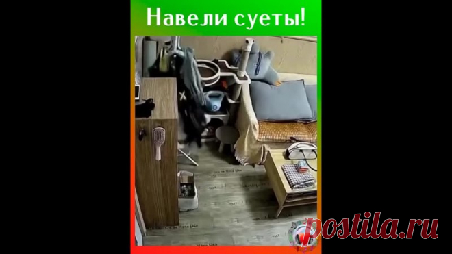 Покажите мне человека, который посоветовал мне завести кота!)))))))