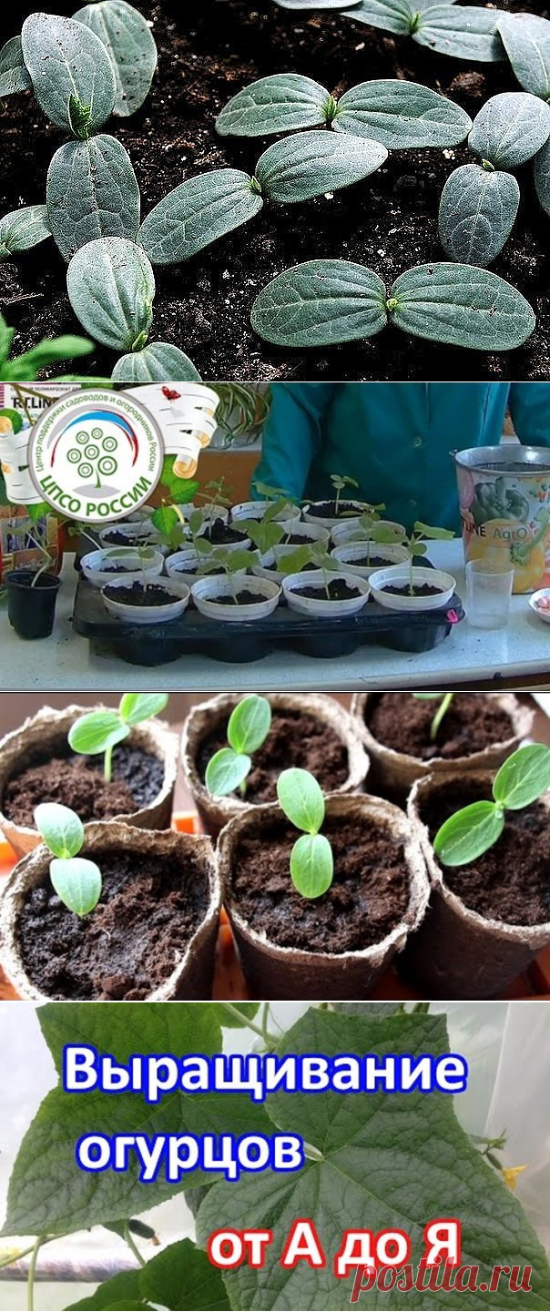 (48) Одноклассники