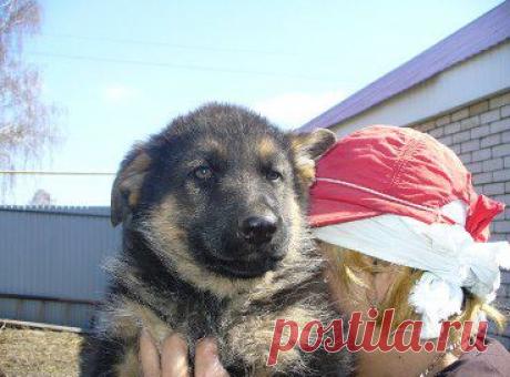 Одноклассники