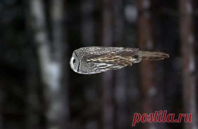 Roy Mangersnes - Photos of The Owl Pages