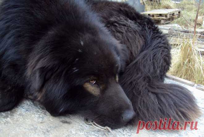 Задумчивый волкодав Ван Хара Алмаз.