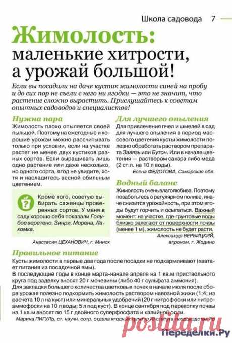 про жимолость