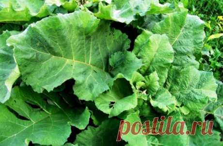 Лопух большой – свойства, рецепты, лечение, противопоказания – NeBolet