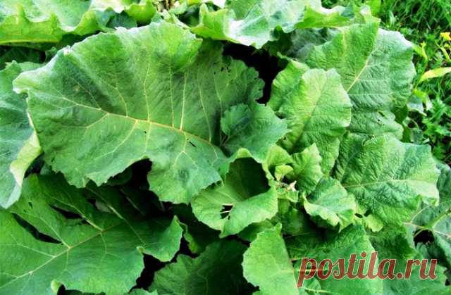 Лопух большой – свойства, рецепты, лечение, противопоказания – NeBolet