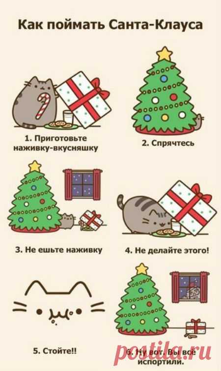 Пятничные котики