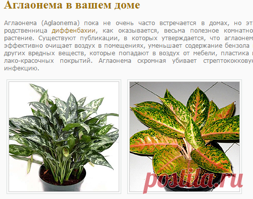 Аглаонема. Уход и содержание. Основные виды.
