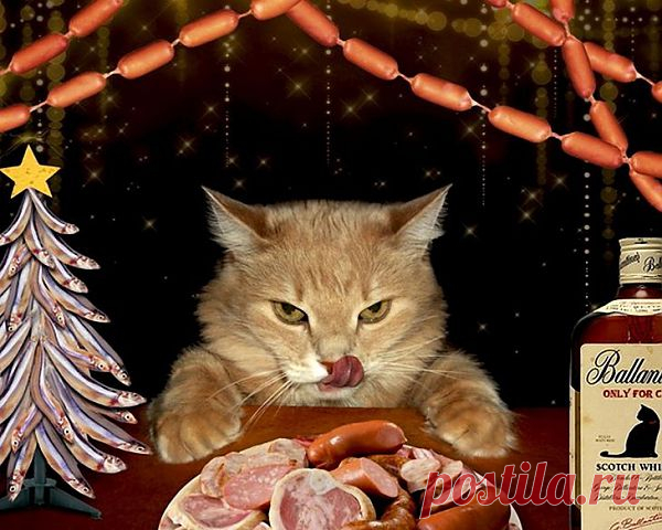 Большие обои на рабочий стол "Животные"+"БРУТАЛЬНЫЕ КОТЫ"