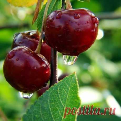 Почему не плодоносит черешня