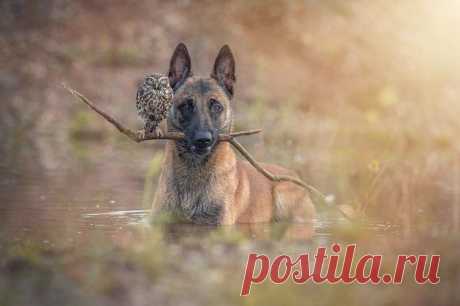 Это 100 самых ценных снимков сов всех времен и народов • НОВОСТИ В ФОТОГРАФИЯХ