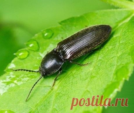 Эффективные меры борьбы с ПРОВОЛОЧНИКОМ