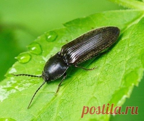 Эффективные меры борьбы с ПРОВОЛОЧНИКОМ