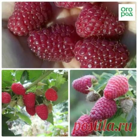 Уход за малиной.