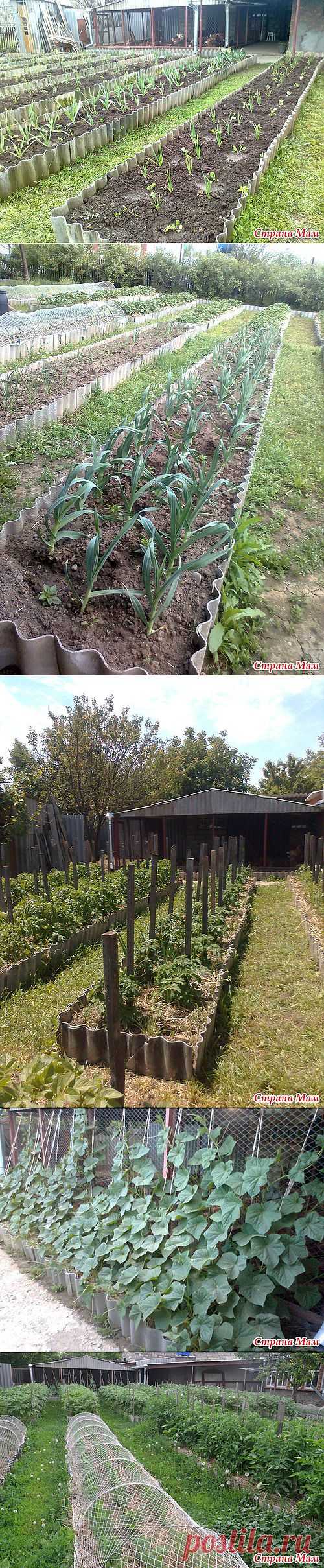 История земледелия в отдельно взятом огороде. Часть 2. Овощи.: Дневник группы "Сад, огород" - Страна Мам