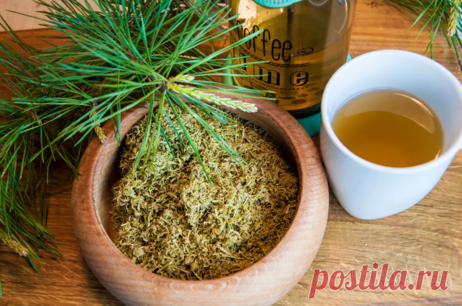 Хвою ферментировали? Обязательно попробуйте! | Живые вещи | Яндекс Дзен