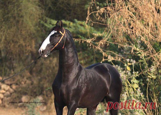 лошади ИНДИЯ