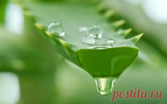 Перепробовала все возможные лекарства, помог только сок алоэ… это настоящая панацея! — Копилочка полезных советов