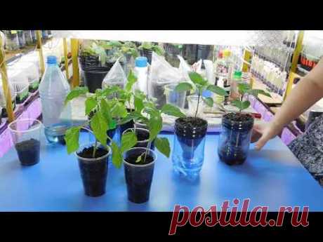 (8) 🍅🍅🍅УСКОРЕННЫЙ СПОСОБ РАССАДЫ ПЕРЦА ! Как быстро вырастить, секретный приемчик - YouTube