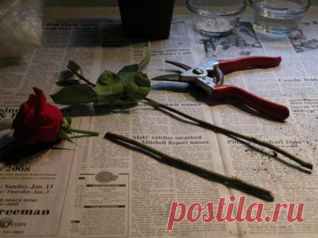 Как вырастить розу из букета