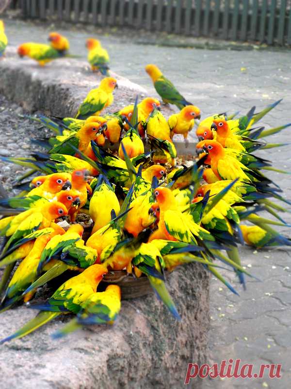 За трапезой Если не приглядываться,выглядит вся эта пестрота,как букет цветов