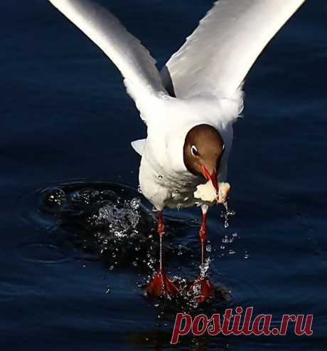 Владимир — «IMG_5767вар 1.jpg» на Яндекс.Фотках