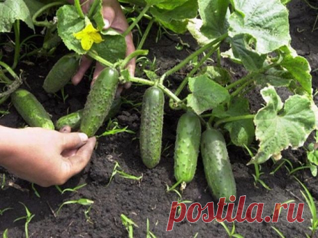 Огуречные секреты - шпаргалка.