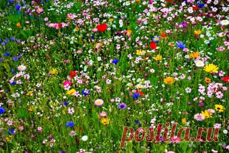 Полевые цветы Скачать картинку 5184x3456 Полевые цветы