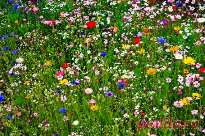 Полевые цветы Скачать картинку 5184x3456 Полевые цветы