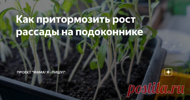 Как притормозить рост рассады на подоконнике