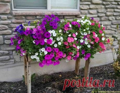 Каскадная цветущая клумба - смотрится великолепно и экономит драгоценное пространство!