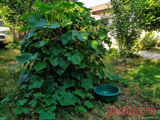 Огуречная бочка: красиво, урожайно и занимает мало места | Дневник отчаянных пенсионеров | Яндекс Дзен