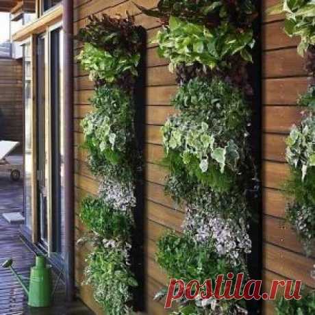 Вертикальное озеленение своими руками. Мастер-класс ― Женский журнал WomanWay