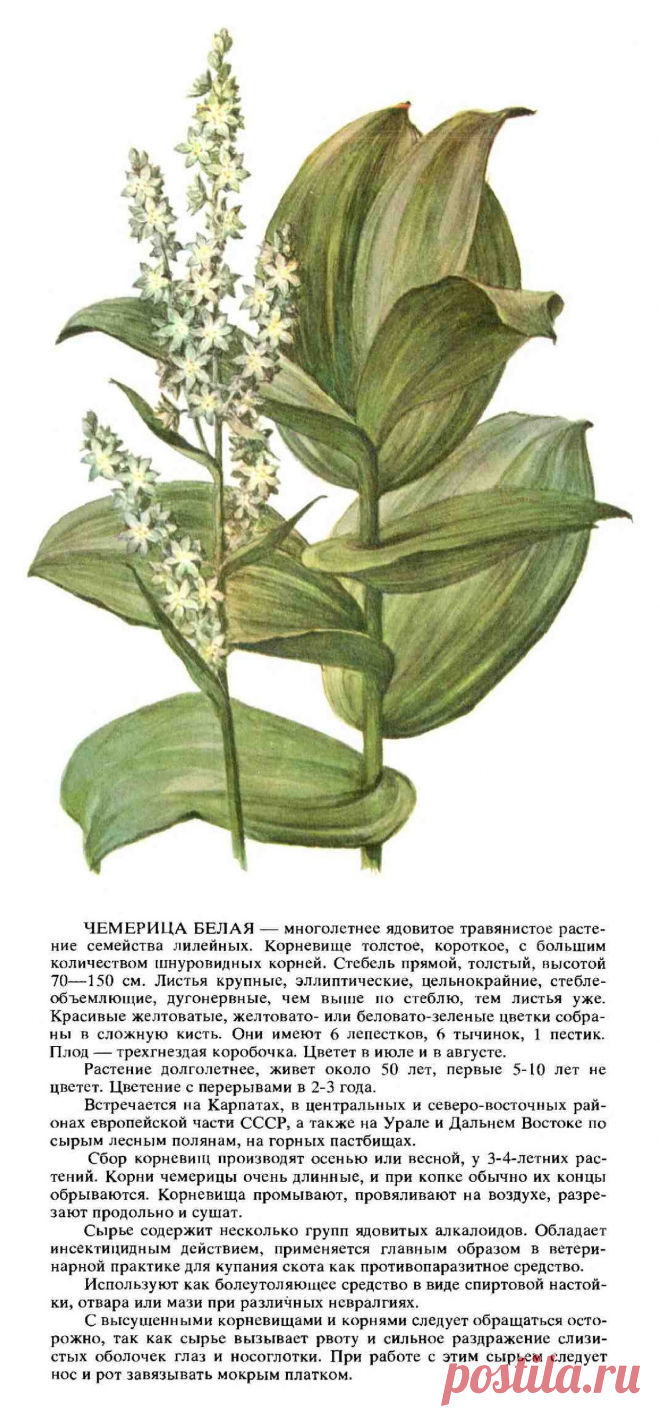 Чемерица белая