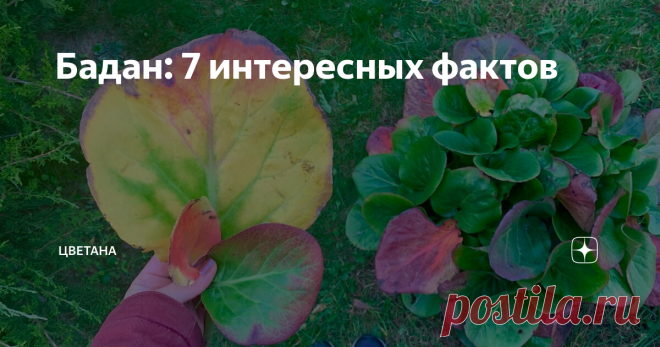 Бадан: 7 интересных фактов # 1
Одно из прозвищ бадана - слоновьи уши. Он получи его за размер и форму своих листьев.
Баданы на моем участке
# 2