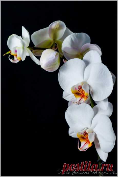 Orquídea blanca, planta de orquídea blanca, rama con orquídeas blancas en fondo negro