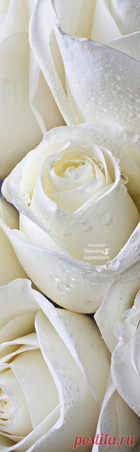 (249) Pinterest