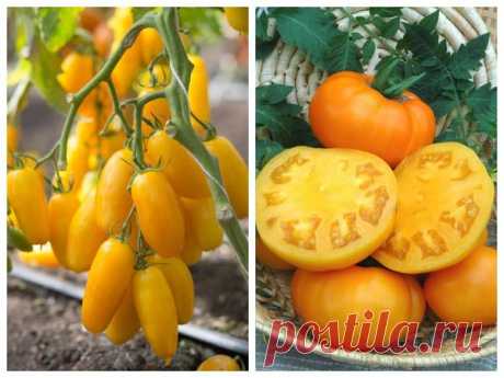 Полезные и вкусные томаты: лучшие сорта селекции Агрохолдинга &quot;Поиск&quot;