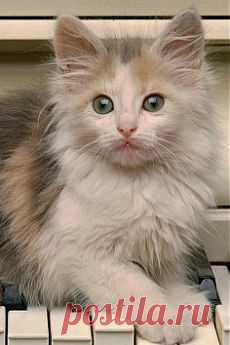 "There are two means of refuge from the miseries of life, cats and music." --Albert Schweitzer