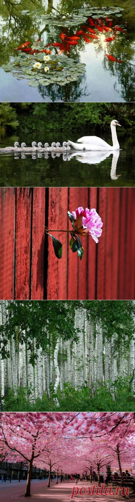 Мир вокруг нас