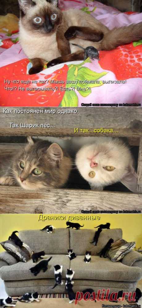 Котоматрицы