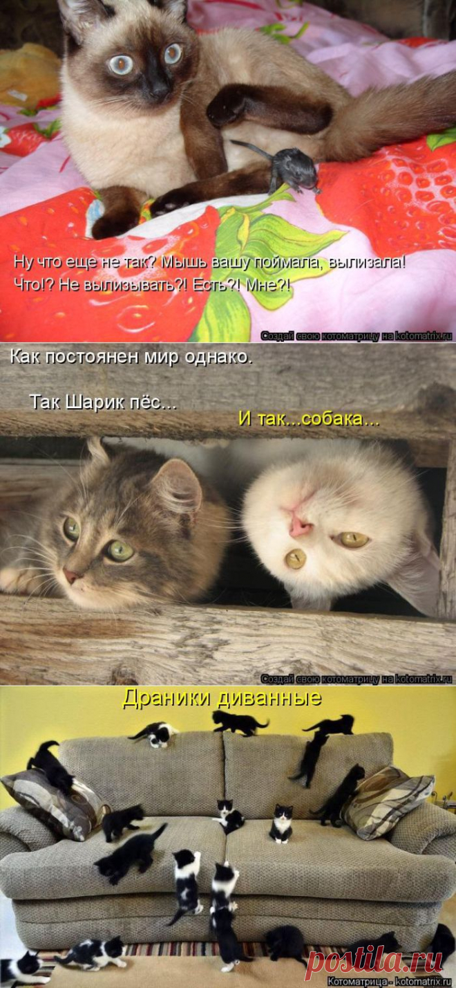 Котоматрицы